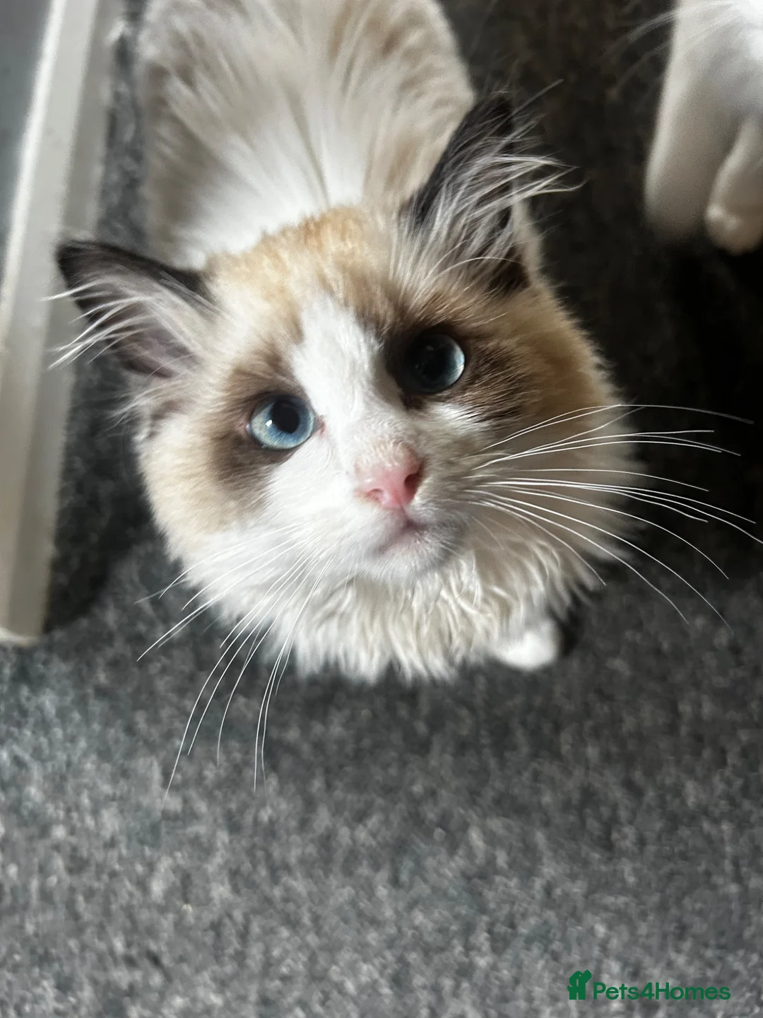 Ragdoll cats for sale: 2 ragdoll girls looking for their forever homes💞 - Advert 1