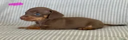 Miniature Dachshund dogs for sale: Miniature smooth coat dachshund puppies - Advert 18