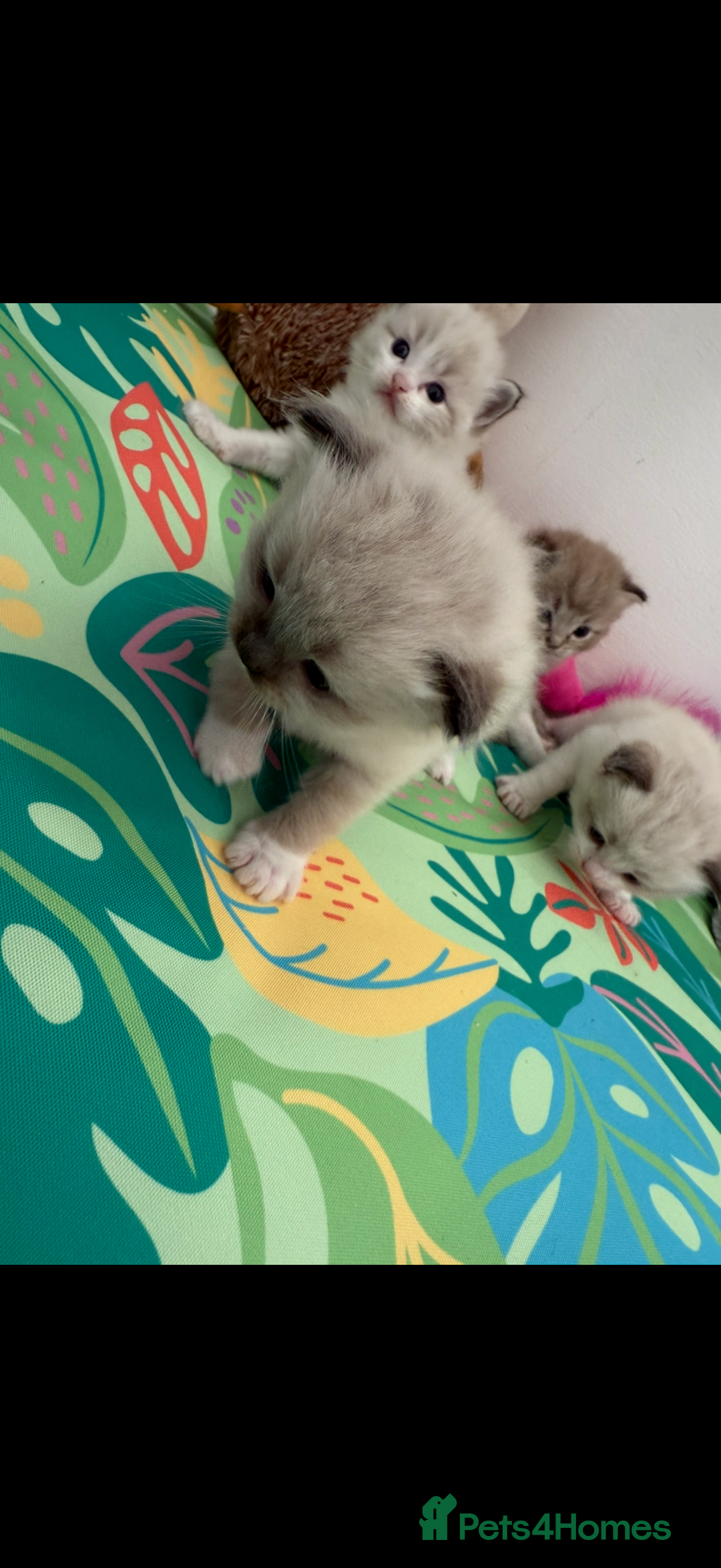 Ragdoll cats for sale: Mink European Ragdolls  - Image 4