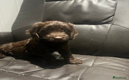 Cockapoo dogs for sale: F1 cockapoo puppies registered breeder - Image 22