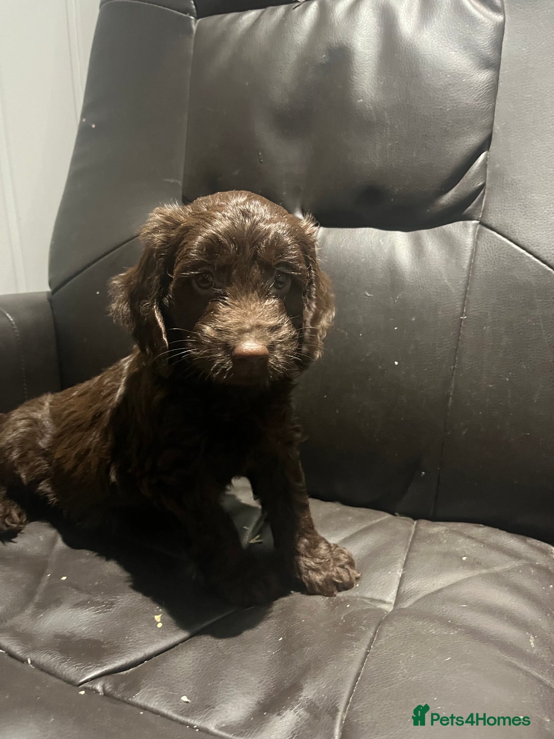 Cockapoo dogs for sale: F1 cockapoo puppies registered breeder - Image 22