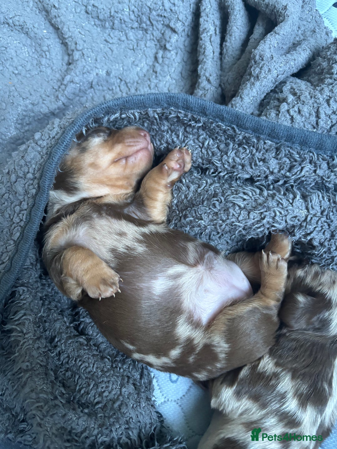 Miniature Dachshund dogs for sale: Miniature dachshund  - Advert 23