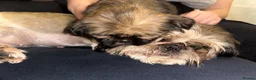 Shih Tzu dogs for sale: ✨✨Beautiful Shih TzuPuppies ✨✨ 🍯🌰🍪🧁🧸🐶 - Advert 13