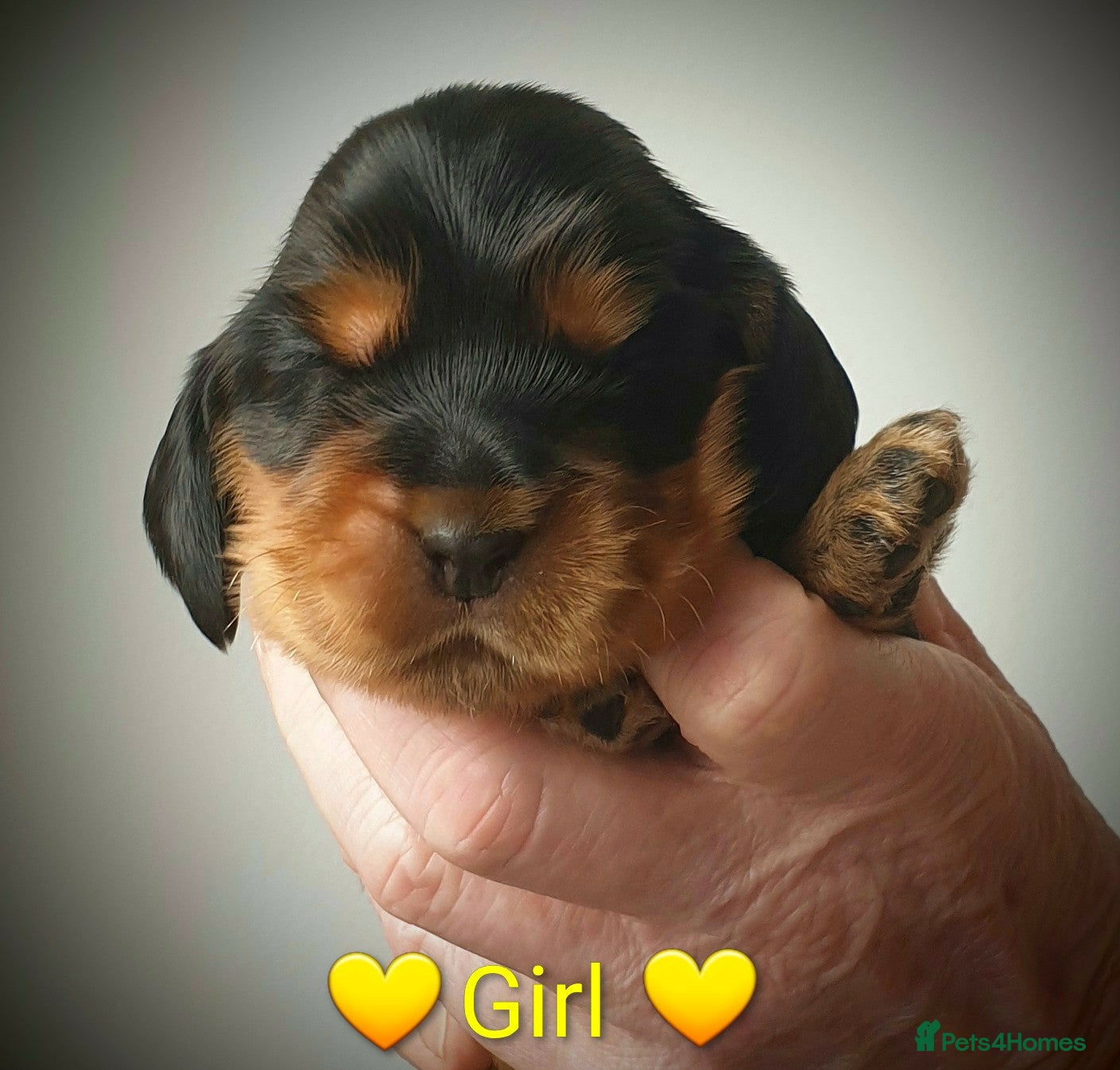 Cocker Spaniel dogs K.C Show line Cocker Spaniel puppies  - Advert 2