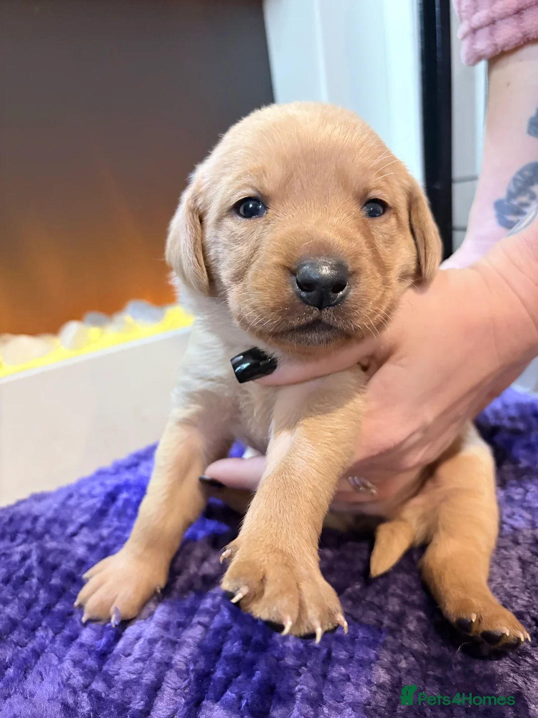 Labrador Retriever dogs for sale: Beautiful Labrador Pup - Advert 16