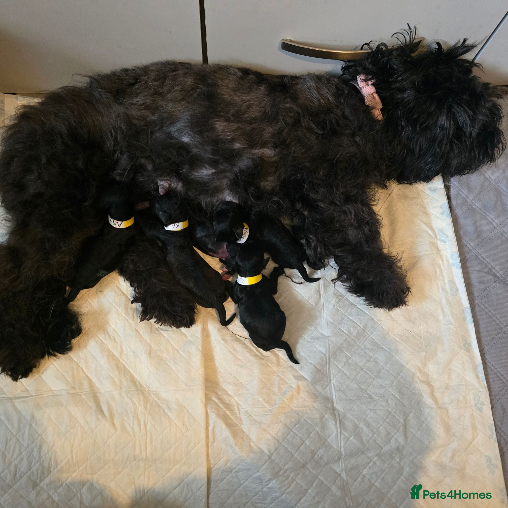 Shihpoo dogs ✨ F1B Shihpoo Puppies Looking for Forever Families - Advert 2