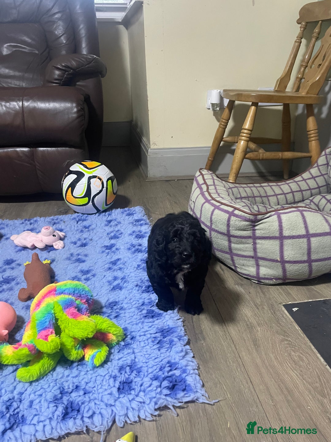 Cockapoo dogs for sale: Very Similar to the cockapoo Sproodle puppies - Image 9