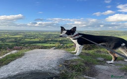 Border Collie dogs for sale: Nala Beautiful, short hair border collie female  - Image 10