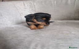 Mixed Breed dogs for sale: Four Little Ones:Sweet Female Puppies Seeking Home - Image 22