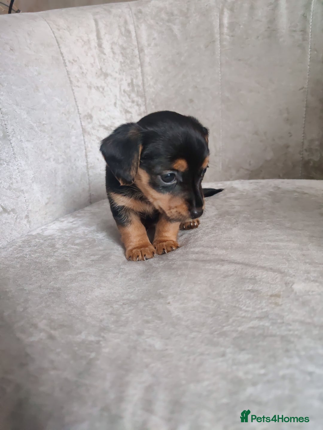 Mixed Breed dogs for sale: Four Little Ones:Sweet Female Puppies Seeking Home - Image 22