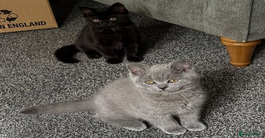 British Shorthair cats - Advert 15