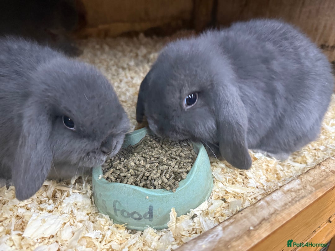 Mini Lop rabbits for sale: Stunning pure mini lop baby rabbits  - Image 17