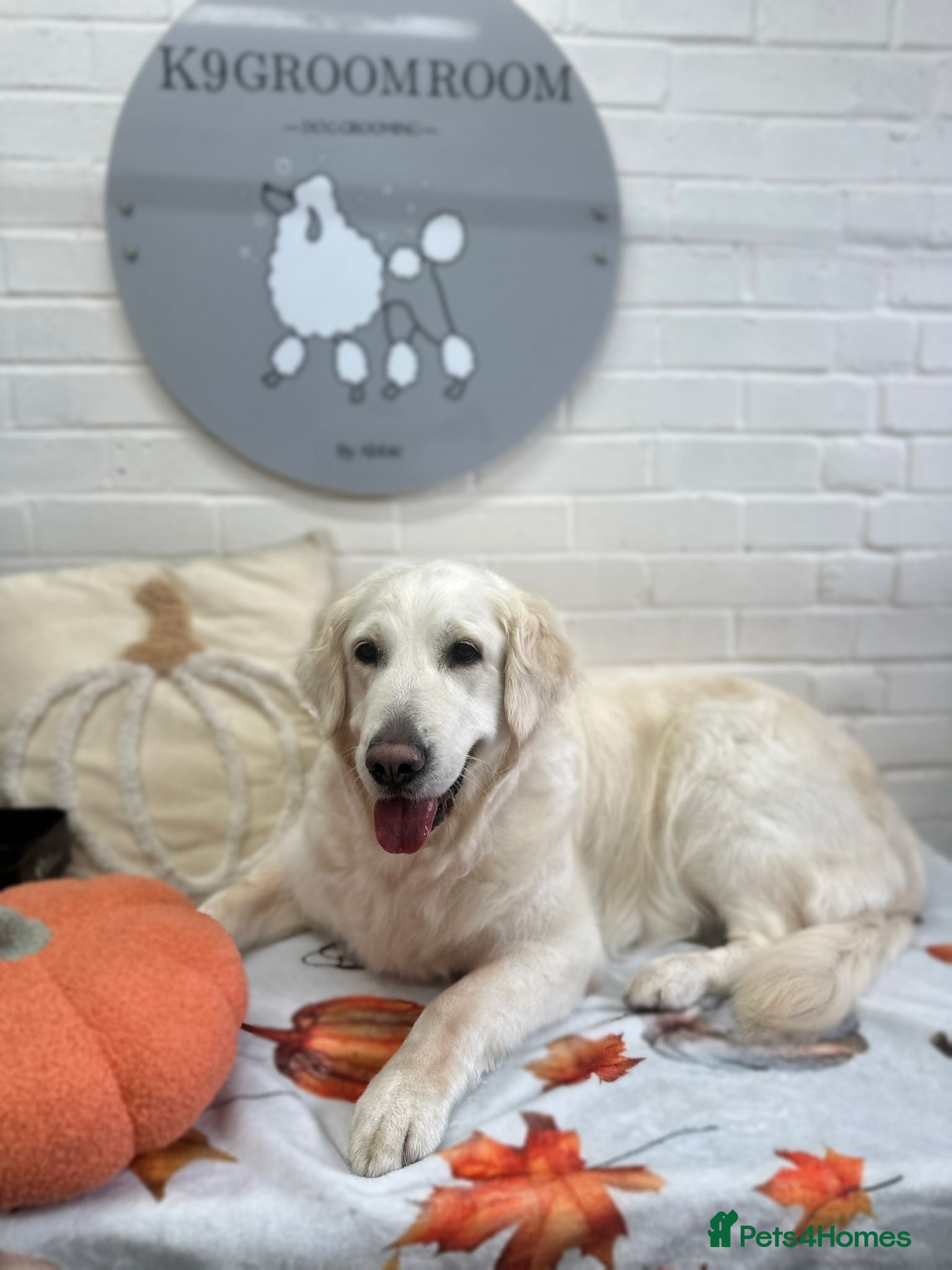 Golden Retriever dogs Puppies - Advert 1