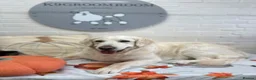Golden Retriever dogs for sale: Puppies in Crawley - Advert 1