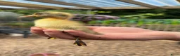 Ducks poultry for sale: Indian Runner Ducklings - Advert 3