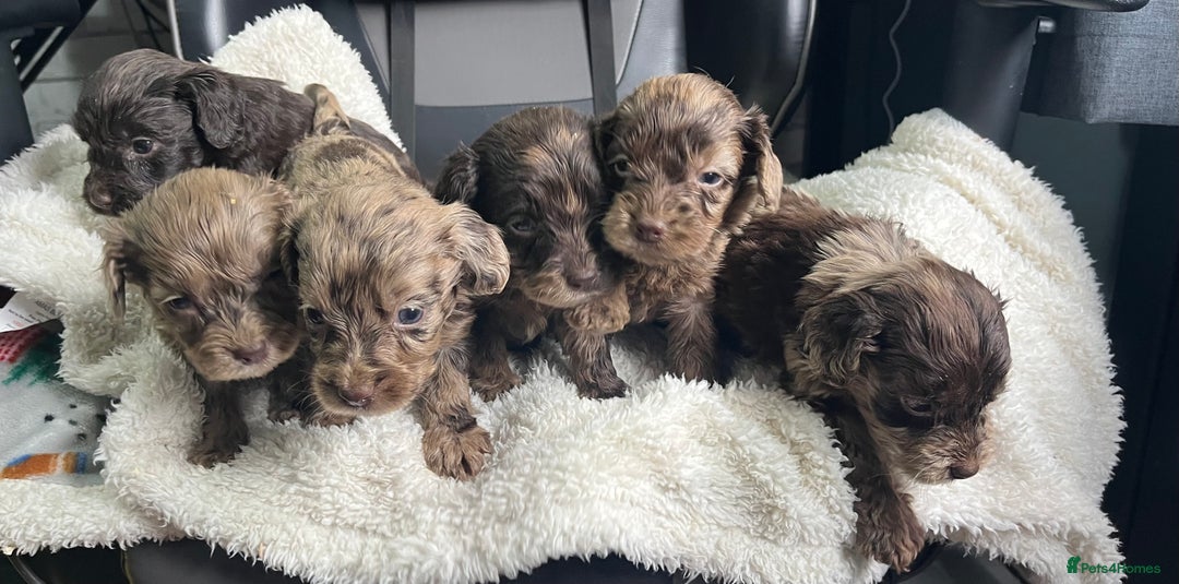 Cockapoo dogs for sale: GORGEOUS F1 MERLE COCKAPOOS HEALTH TESTED PARENTS - Image 7