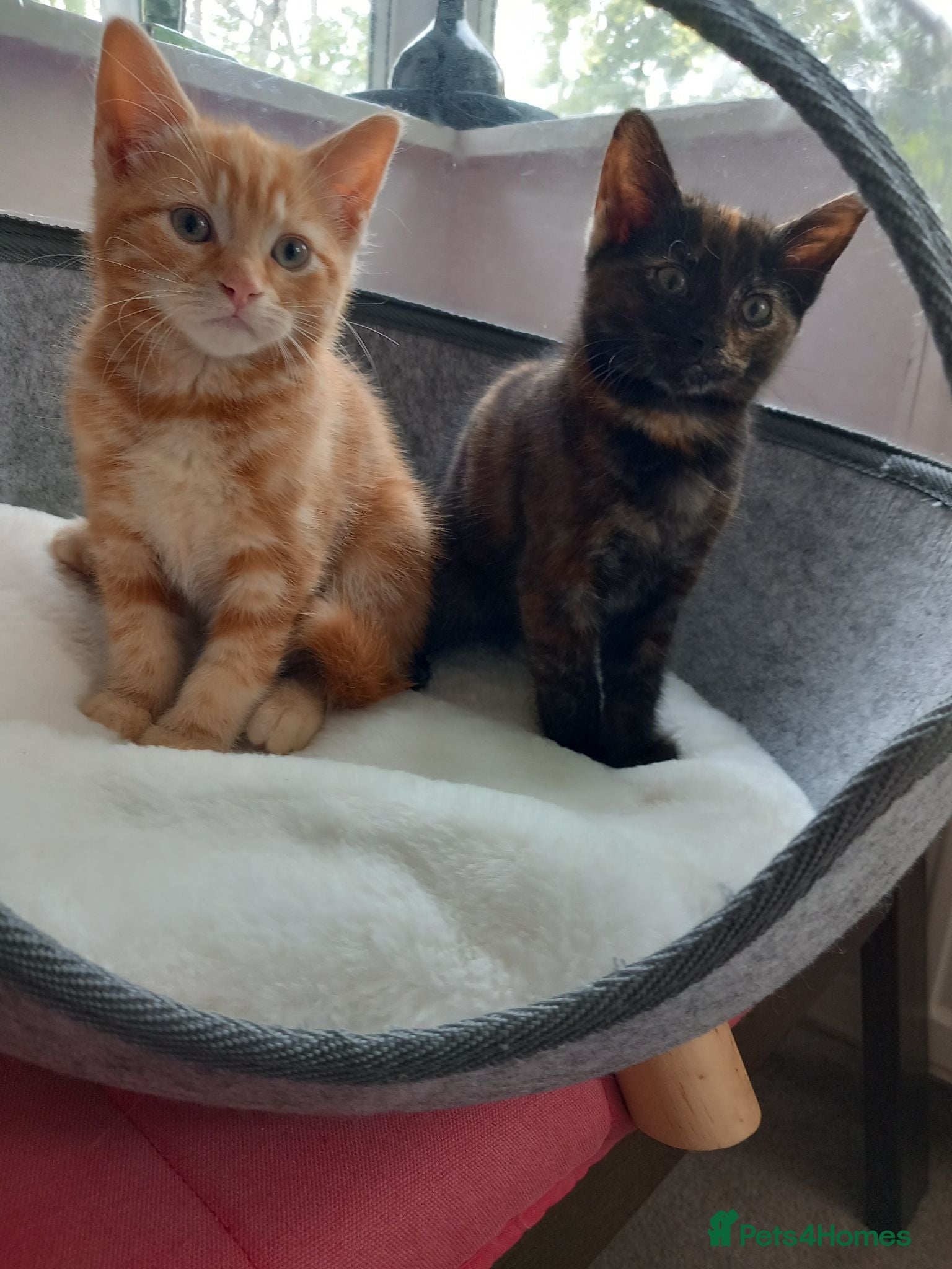 Mixed Breed cats Gorgeous girl looking for her forever home! - Advert 1