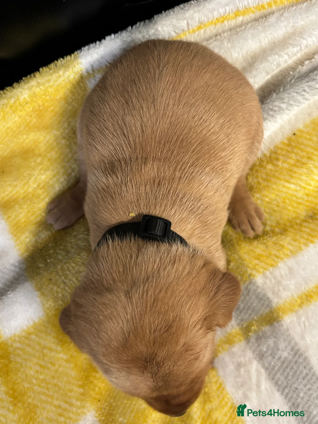 Labrador Retriever dogs for sale: KC Dark yellow Labrador pups  - Advert 15