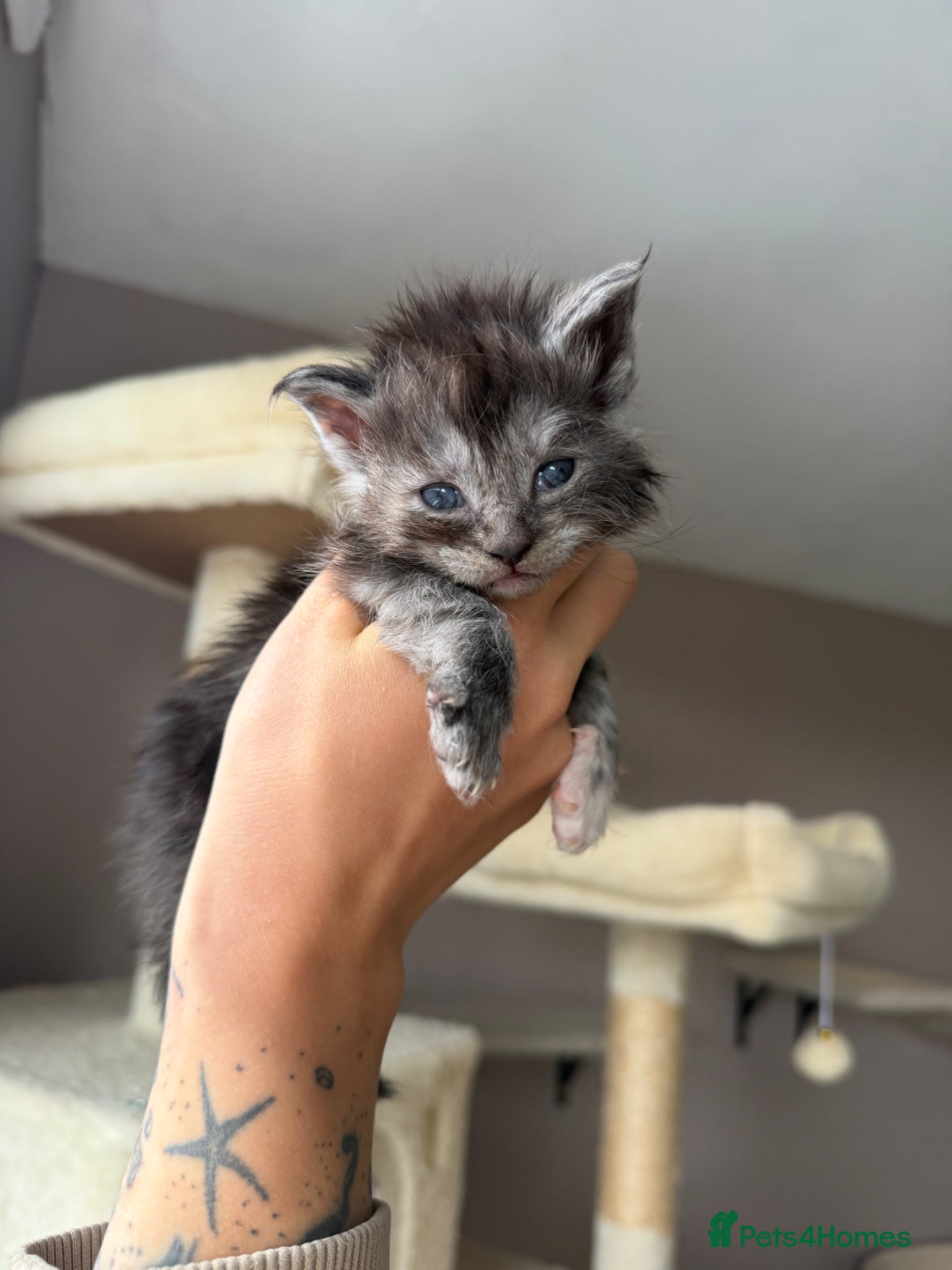 Maine Coon cats for sale: Moons Maines Maine Coon Kittens  - Advert 2