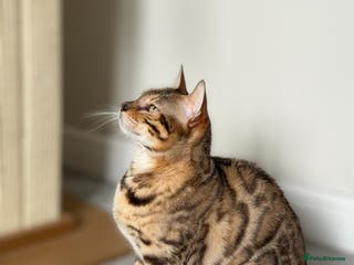 Bengal cats 🏆Seal Sepia Bengal Queen – GCCF & TICA Active🏆 - Advert 13