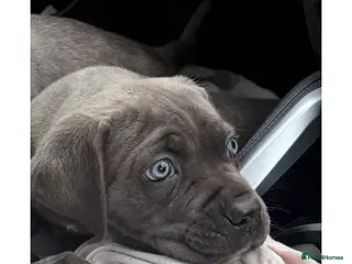 Cane Corso dogs Cane corso puppy’s - Advert 1