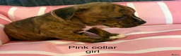 Staffordshire Bull Terrier dogs for sale: Stunning litter of Staffies  - Advert 13