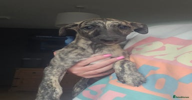 Whippet dogs - Advert 4