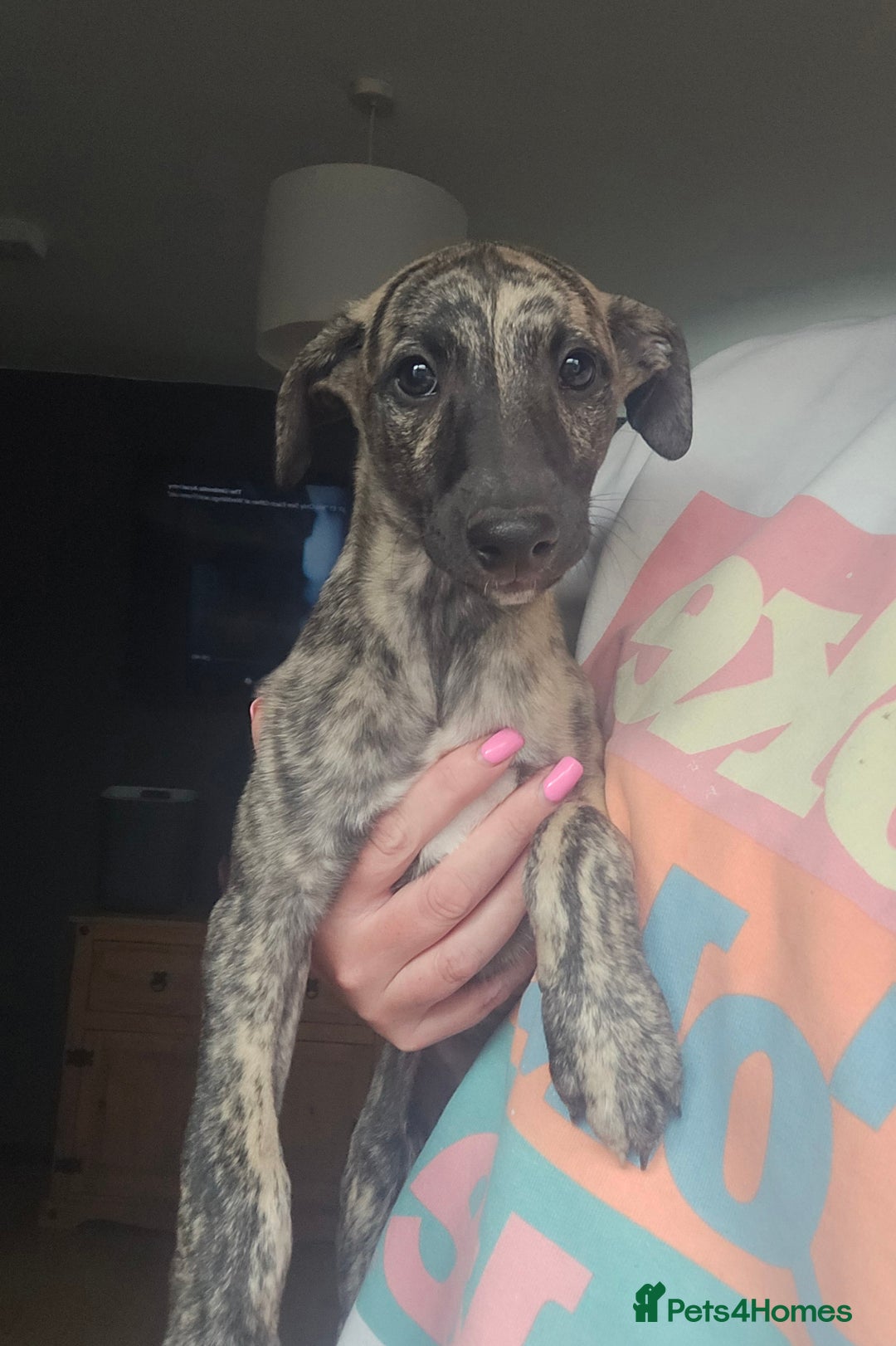 Whippet dogs for sale: ✅️ Ready to leave - KC whippets 🧡 - Image 3