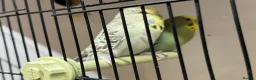 Budgerigars birds for sale: Mix budgies  - Advert 5
