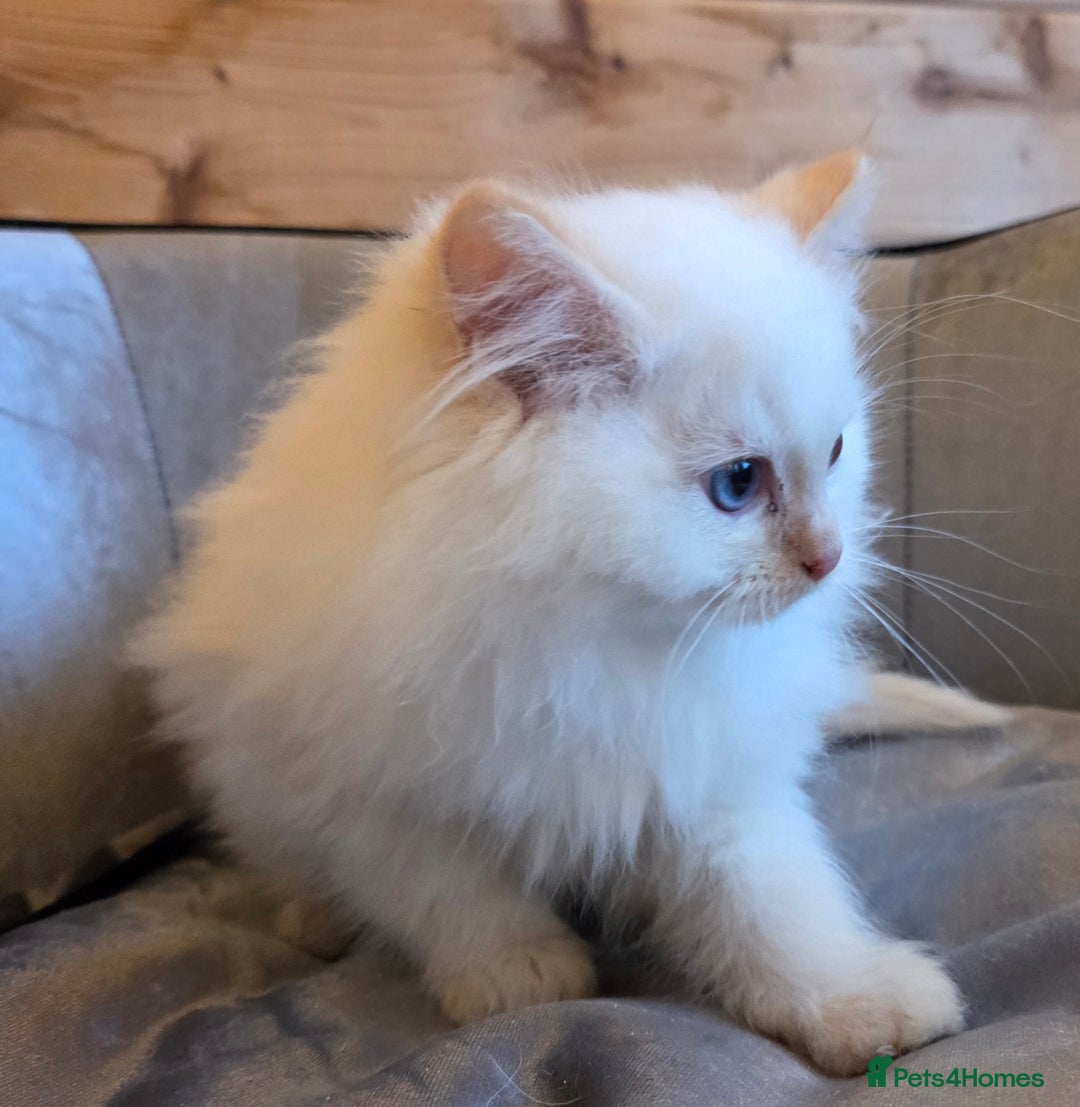Ragdoll cats for sale: Flame boy Ragdoll kitten - Advert 9
