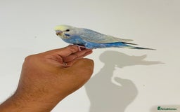 Budgerigars birds for sale: Hand reared budgies for sale  - Image 12