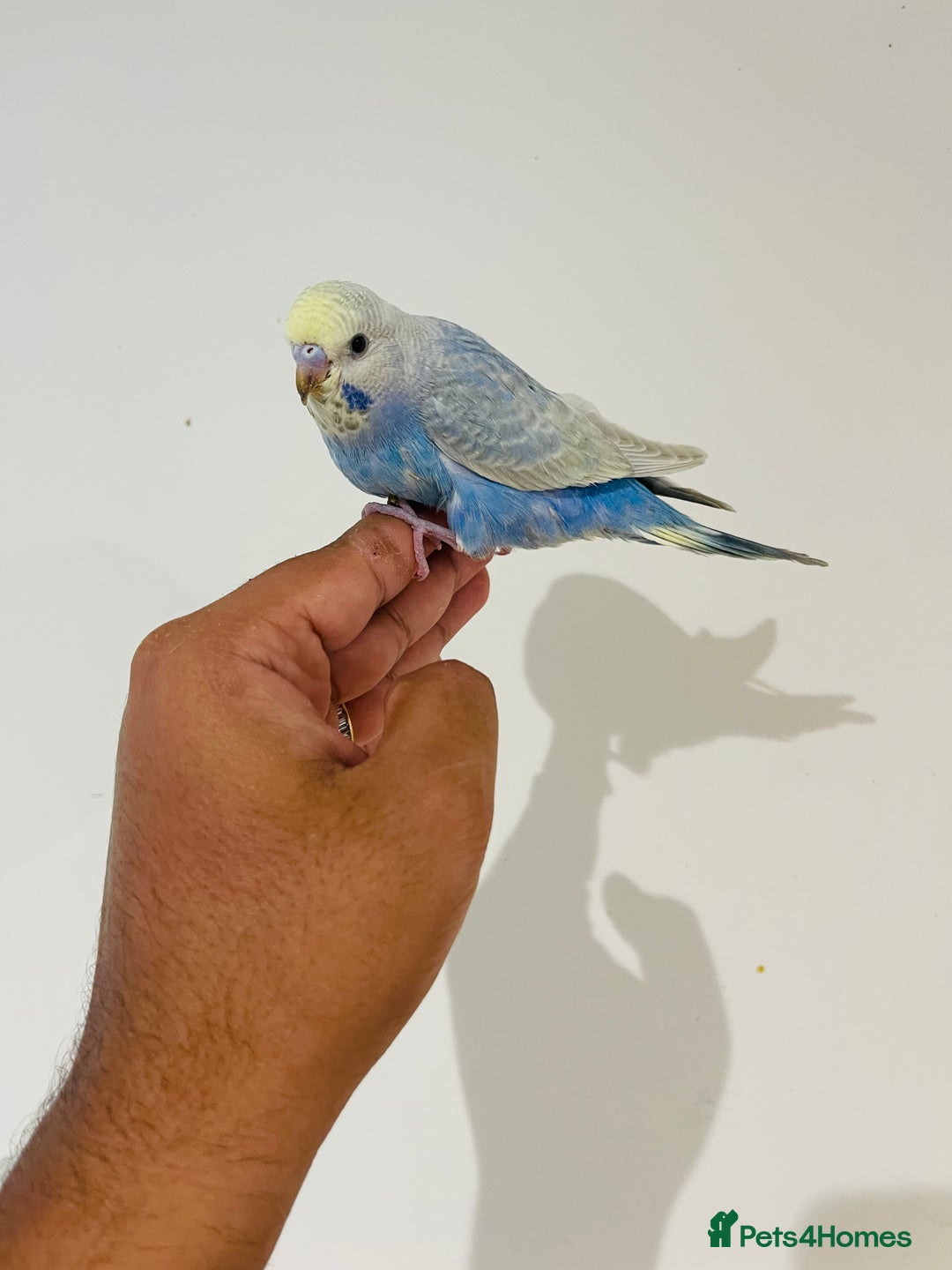 Budgerigars birds for sale: Hand reared budgies for sale  - Image 12
