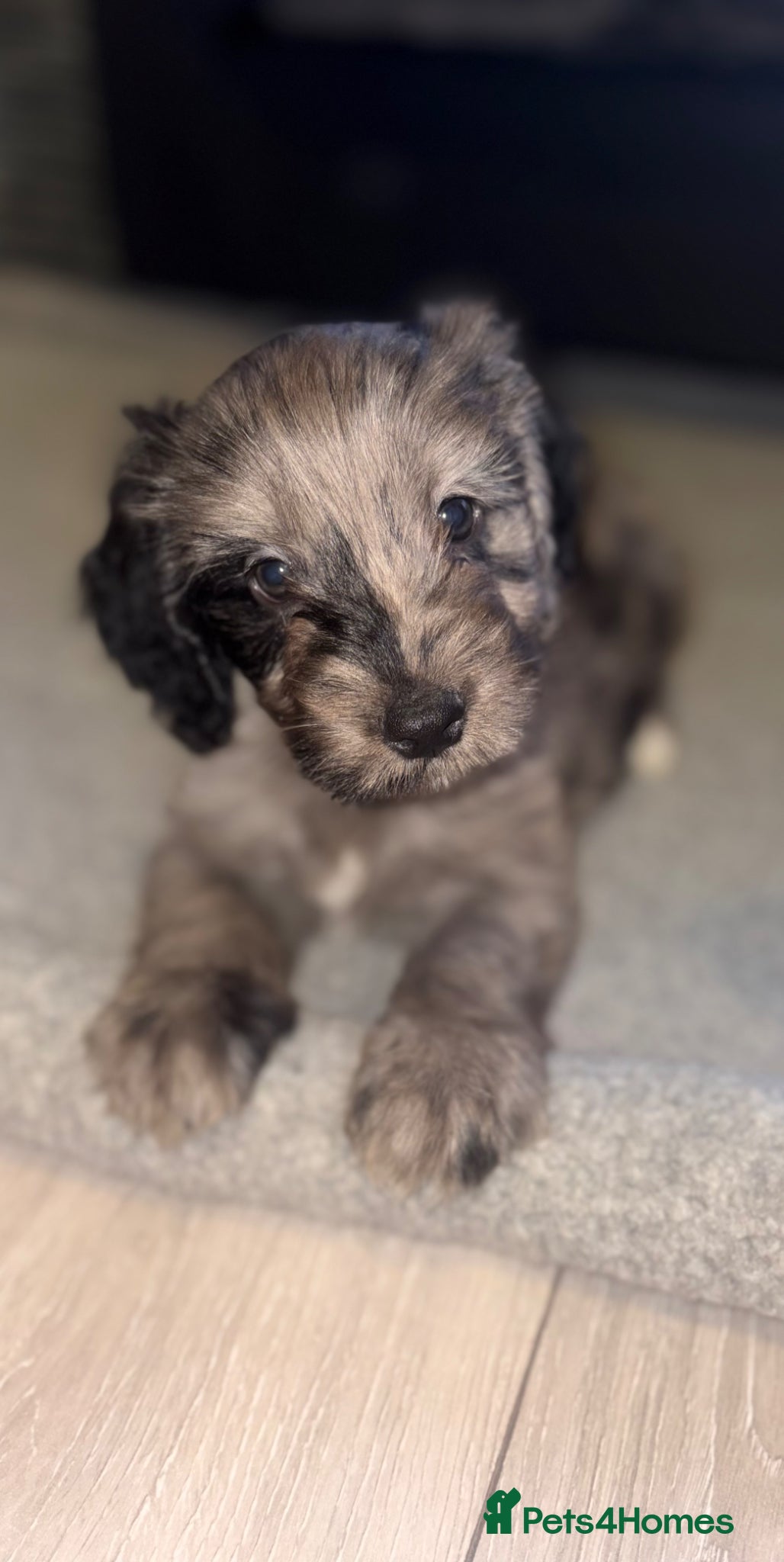 Cockapoo dogs Beautiful cockapoo F1 puppies  - Advert 10