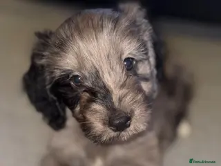 Cockapoo dogs Beautiful cockapoo F1 puppies - Advert 10