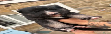 Shepsky 2