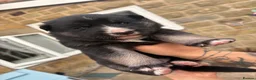 Shepsky dogs for sale: Shepsky Pups in Scarborough - Advert 24