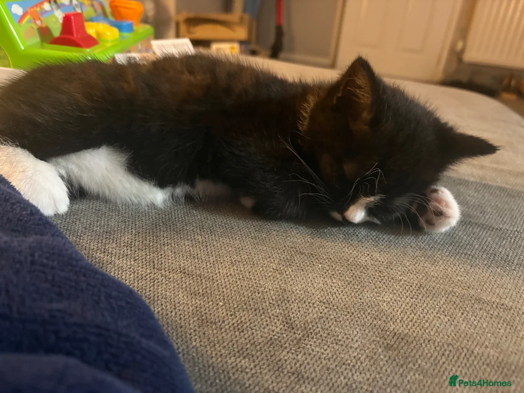 Domestic Shorthair cats for sale: Tuxedo male kitten  in Leatherhead - Advert 2