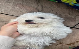 Mixed Breed dogs for sale: Bichon Mixed Breed  - Image 1