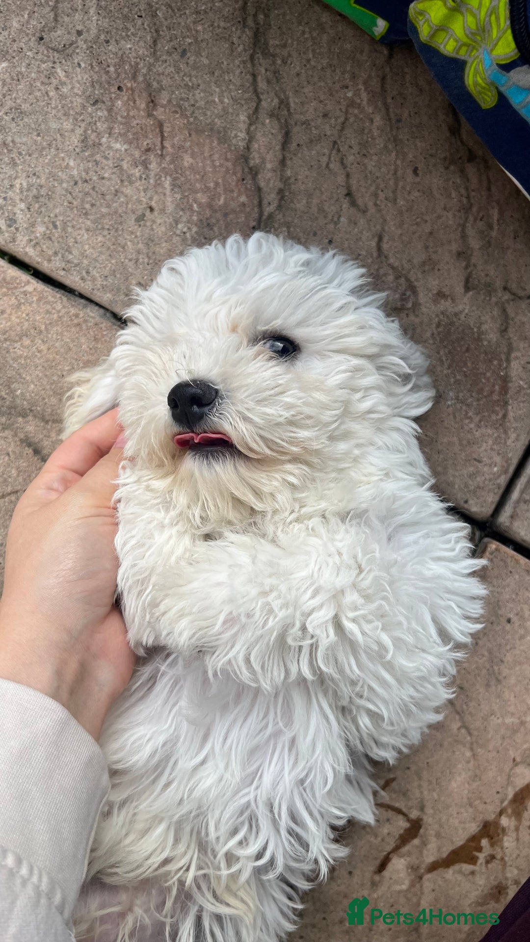 Mixed Breed dogs for sale: Bichon Mixed Breed  - Image 1