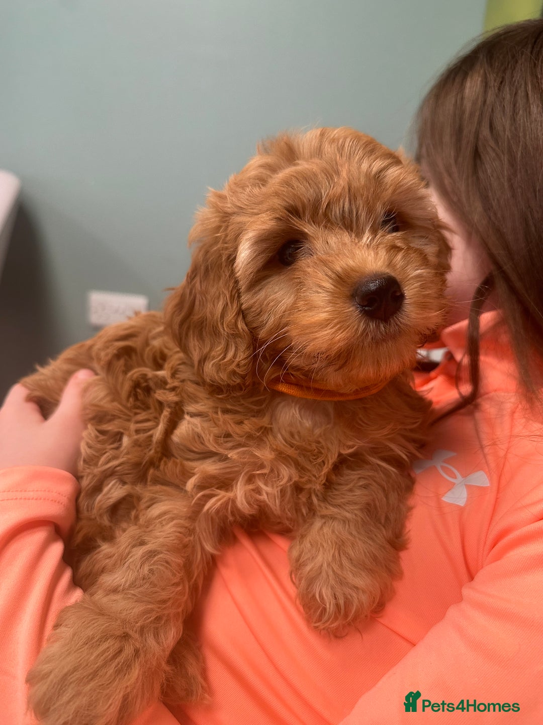 Cockapoo dogs for sale: Cockapoo F1 - Advert 12