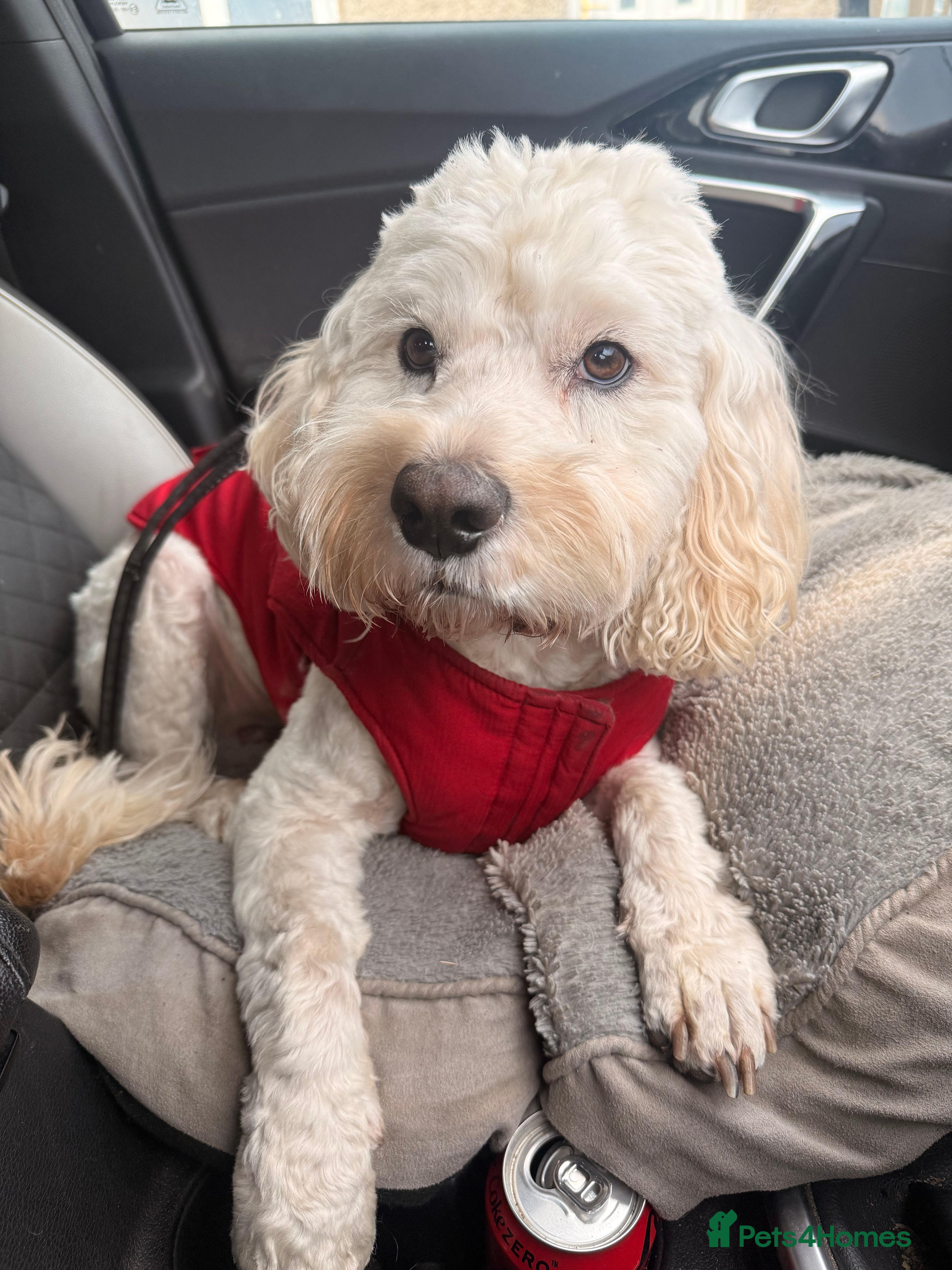 Cockapoo dogs Buddie F1 cockapoo stud  - Advert 6