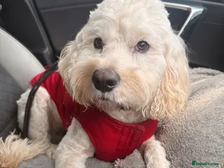 Cockapoo dogs Buddie F1 cockapoo stud - Advert 6