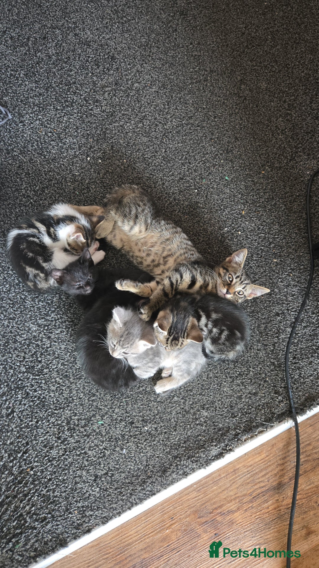 Mixed Breed cats for sale: 🐈‍⬛🐈4x kittens for sale 🐈‍⬛🐈 - Image 2