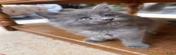 Maine Coon cats for sale: Rare Blue Smoke Maine Coon Kittens – Exceptional  - Advert 6