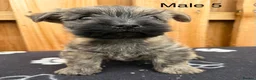 Cairn Terrier dogs for sale: beautiful health tested cairn terriers - Advert 23