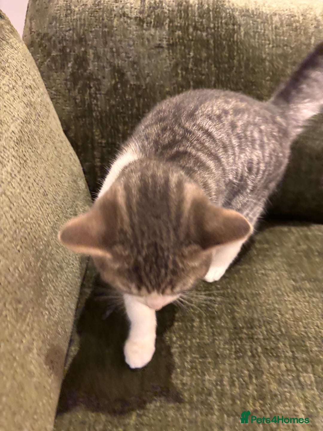 Mixed Breed cats for adoption: 4 month old rescue kitten needs forever home - Advert 2