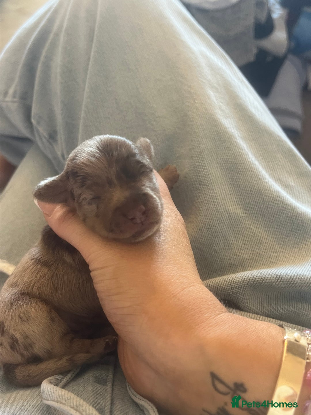 Mixed Breed dogs for sale: LAST GIRL 🩷 daxipoo - Advert 21