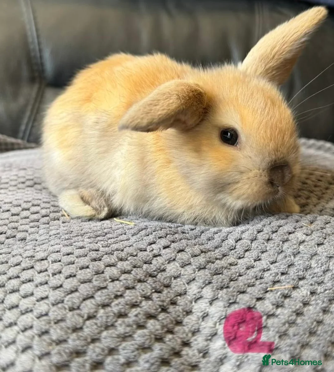 Mini Lop rabbits for sale: Baby mini lops  - Advert 2