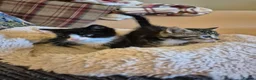 Mixed Breed cats for sale: Kittens Looking for Family Homes  - Advert 5