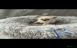 Ragdoll cats for sale: 1 male Ragdoll kitten  - Image 5